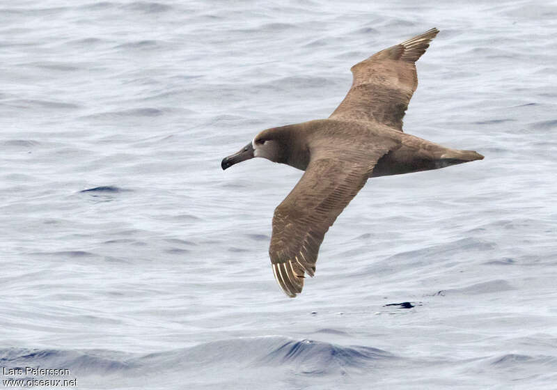 Albatros à pieds noirs