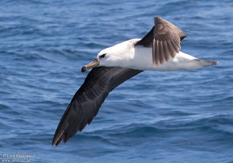 Albatros à sourcils noirs