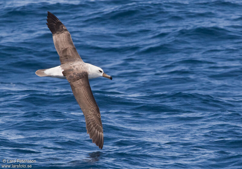 Albatros à sourcils noirs