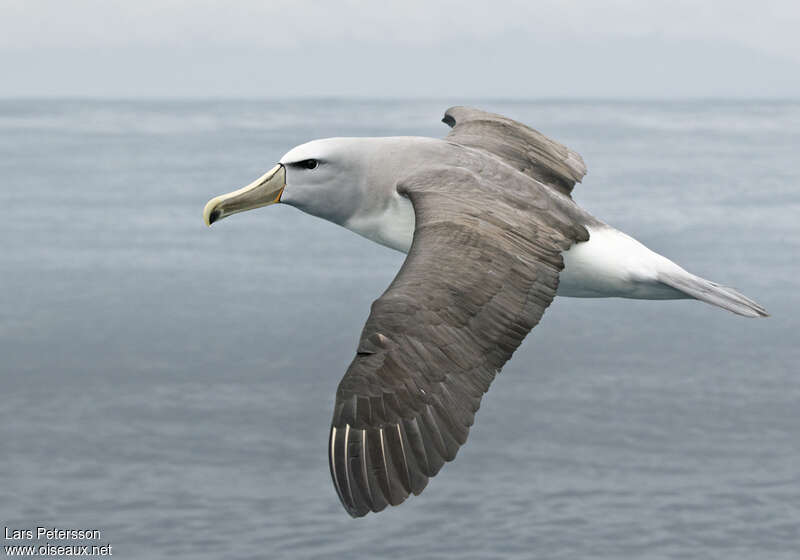 Salvin's Albatross