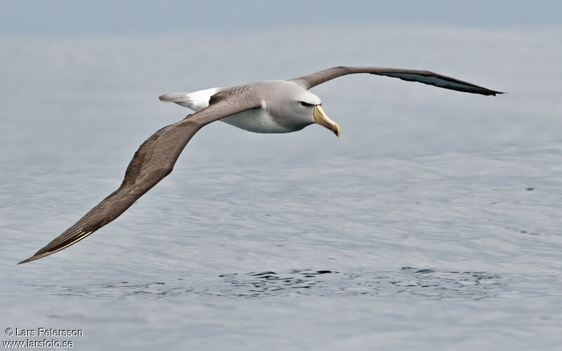 Albatros de Salvin