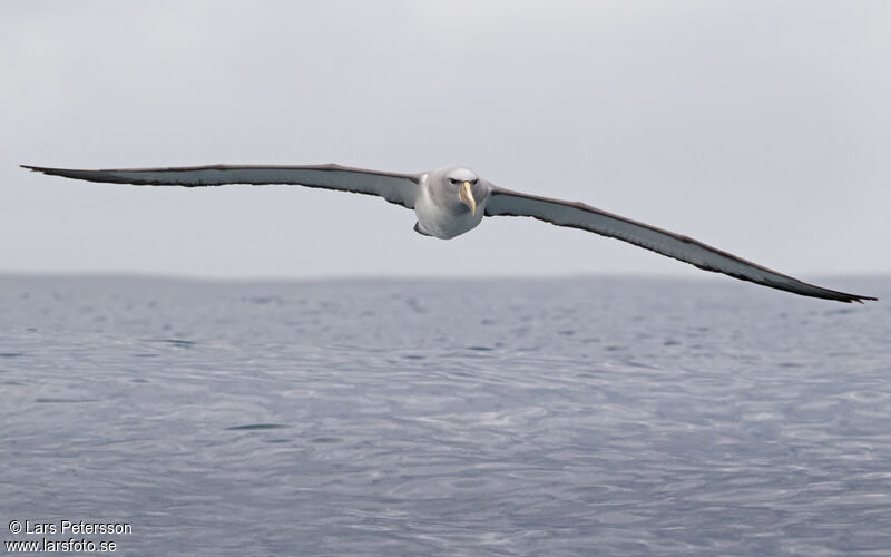 Salvin's Albatross