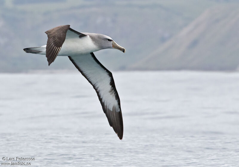 Albatros de Salvin