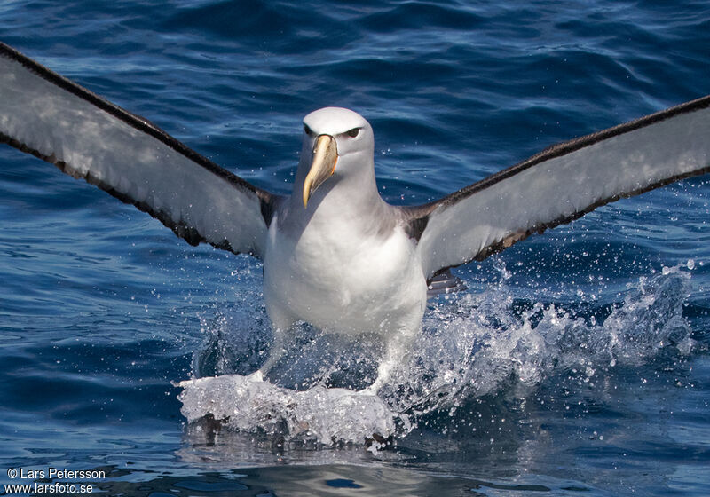 Albatros de Salvin