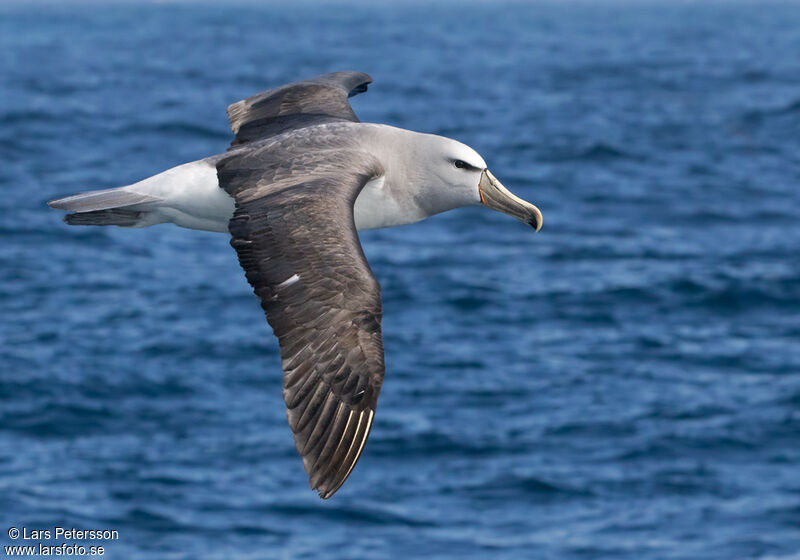 Salvin's Albatross