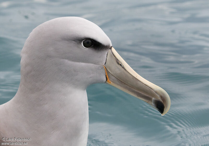 Albatros de Salvin