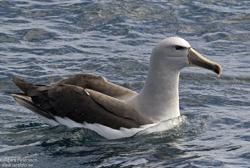 Albatros de Salvin