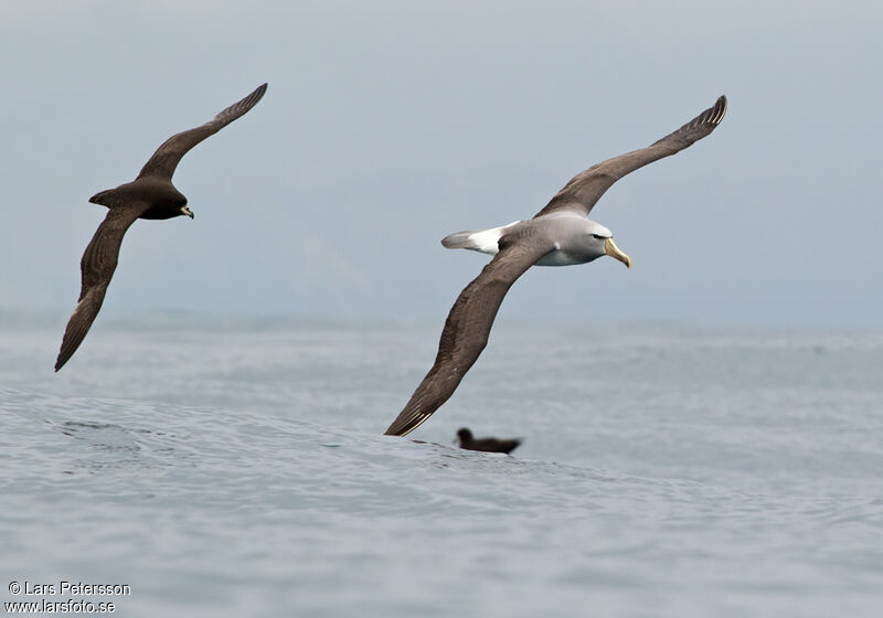 Albatros de Salvin