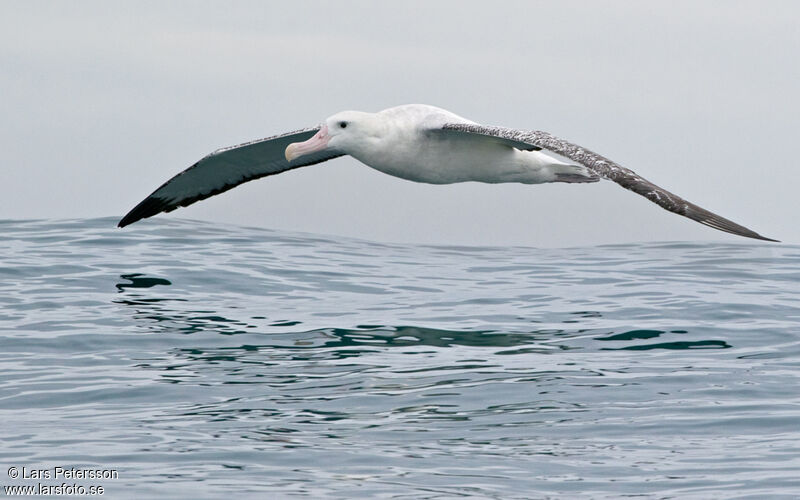 Albatros des Antipodes