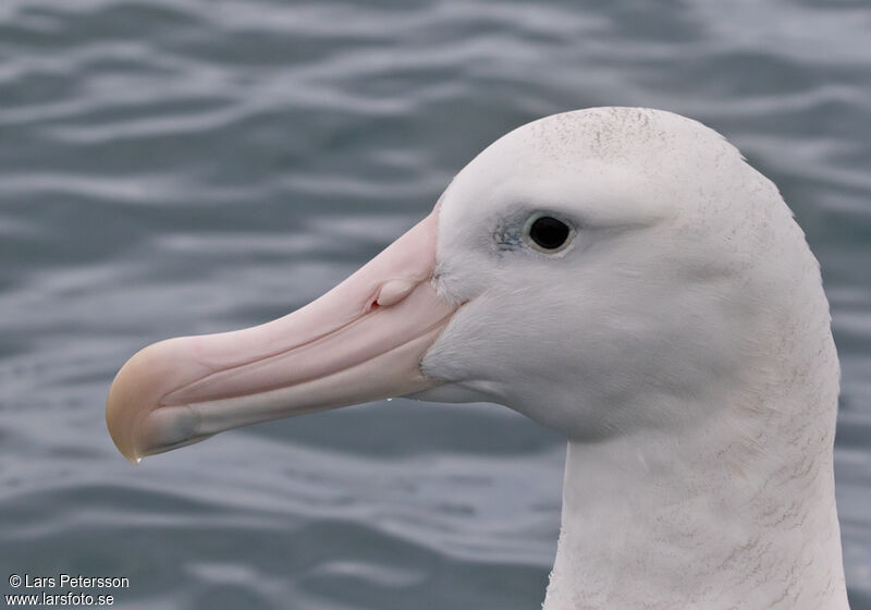 Albatros des Antipodes