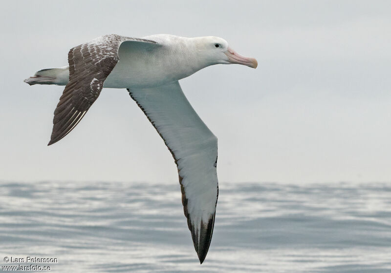 Antipodean Albatross