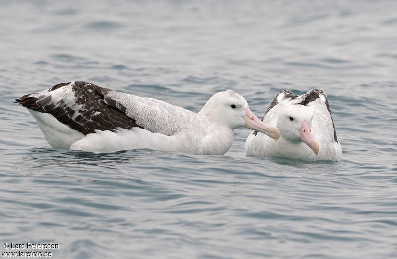 Albatros des Antipodes