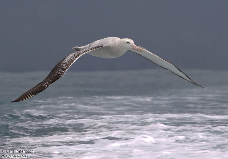 Antipodean Albatross