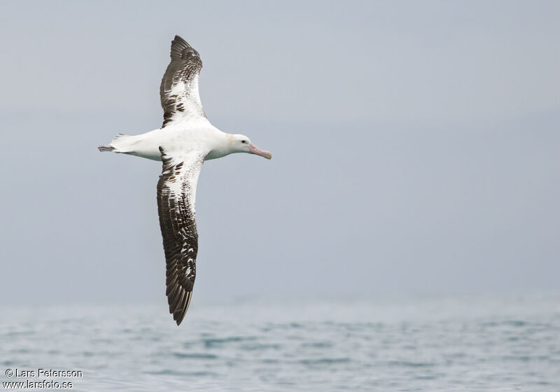 Antipodean Albatross