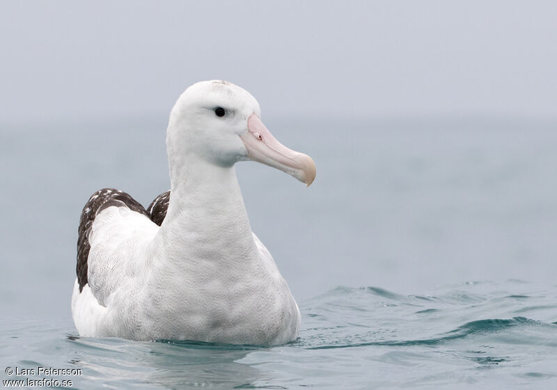 Albatros des Antipodes