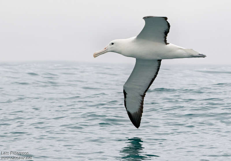 Northern Royal Albatrossadult, identification