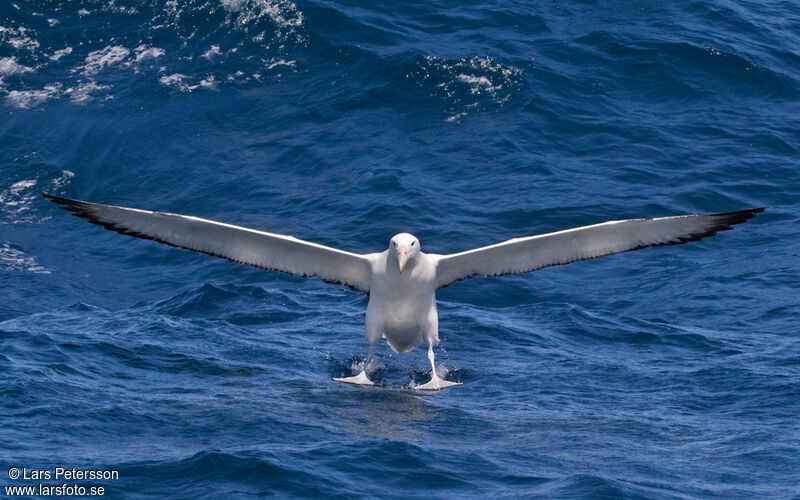 Southern Royal Albatross