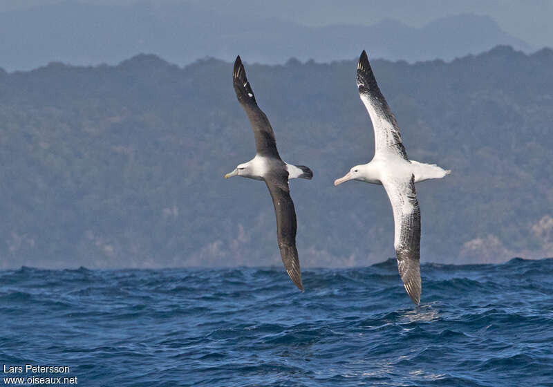 Southern Royal Albatrossadult, pigmentation