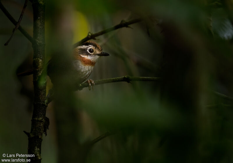 Rufous-throated Fulvetta