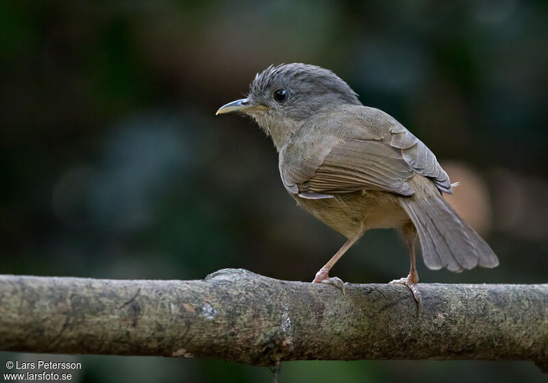 Brown-cheeked Fulvetta