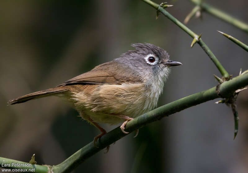 Alcippe à joues grisesadulte, identification