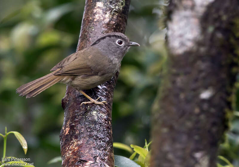 Mountain Fulvettaadult, identification