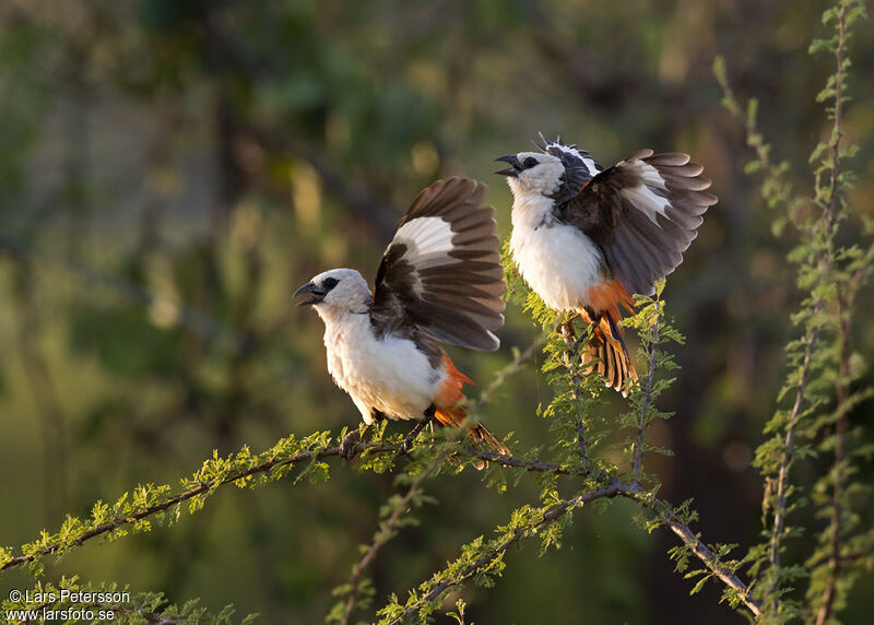 White-headed Buffalo Weaver