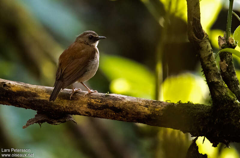 Brown-chested Aletheadult, habitat