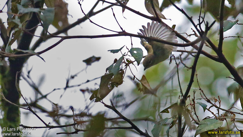 Allotrie à front marron