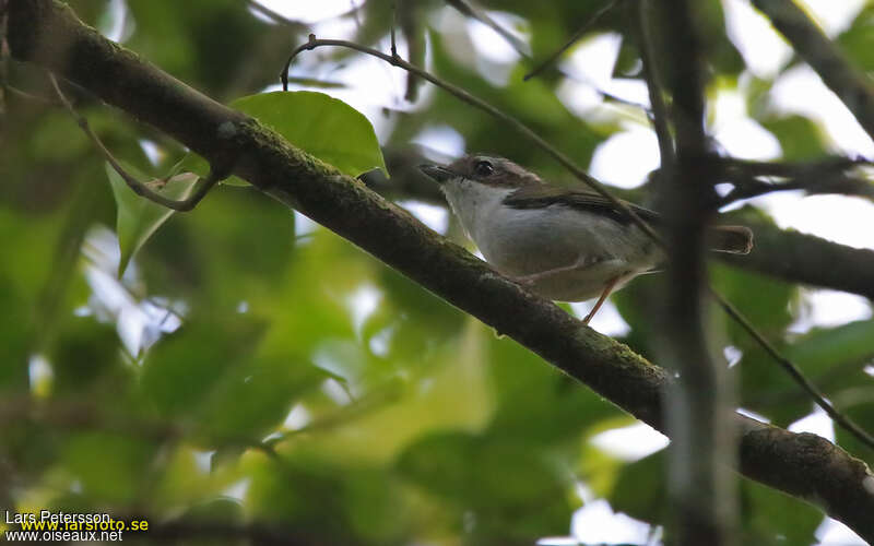 Allotrie à sourcils blancs femelle adulte, identification