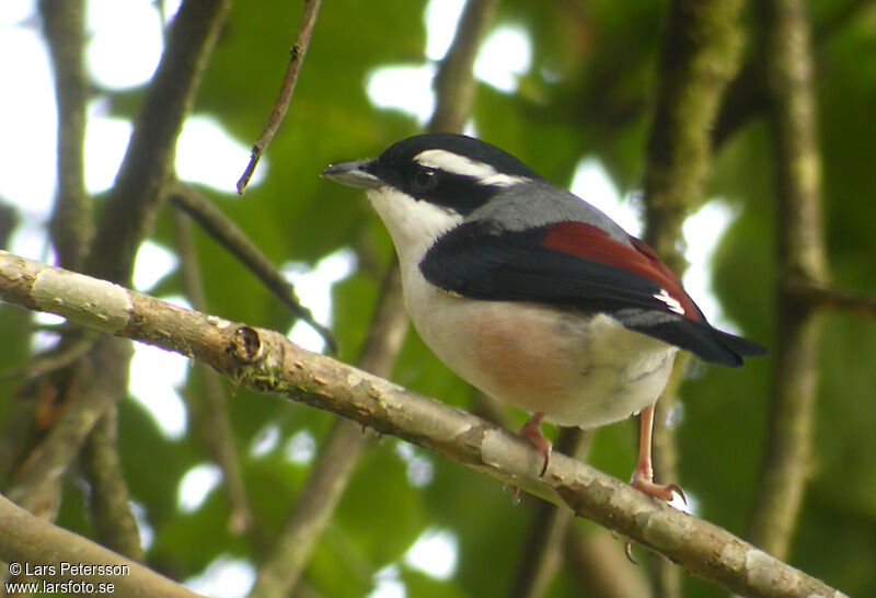 White-browed Shrike-babbler