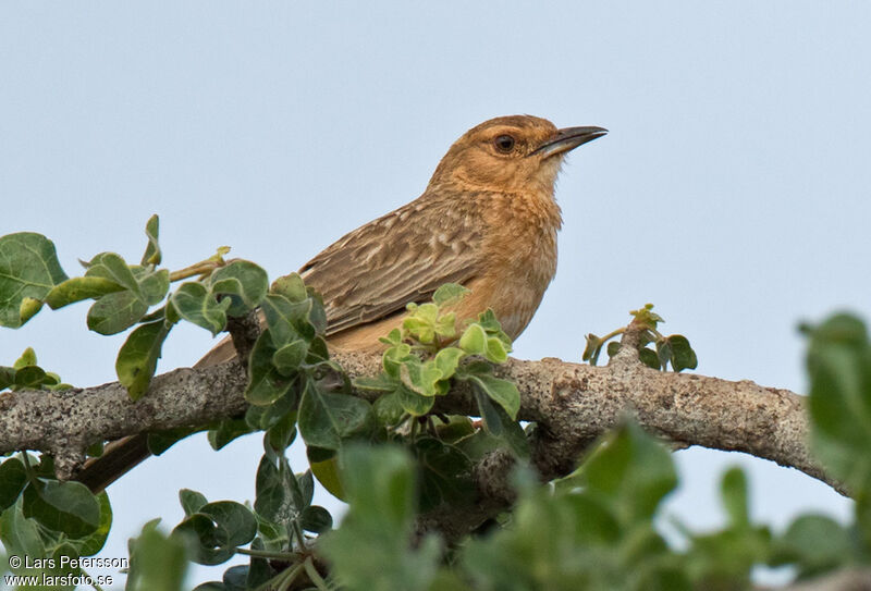 Pink-breasted Lark