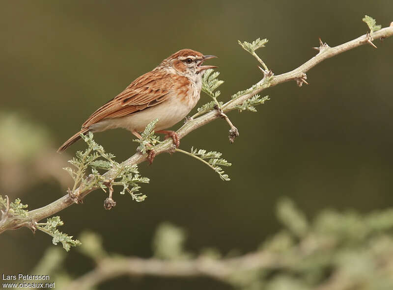 Fawn-colored Lark (alopex)adult, identification