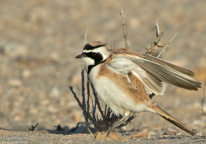 Temminck's Lark