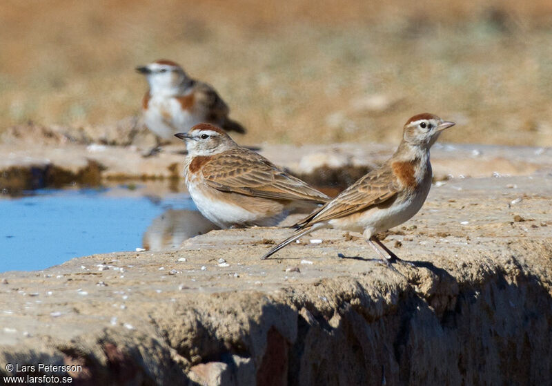 Red-capped Lark, drinks