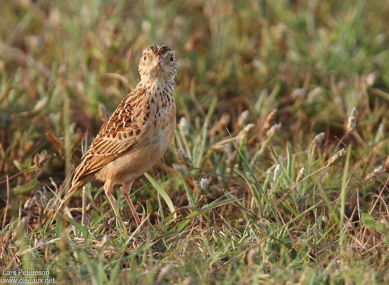 Archer's Larkadult, close-up portrait