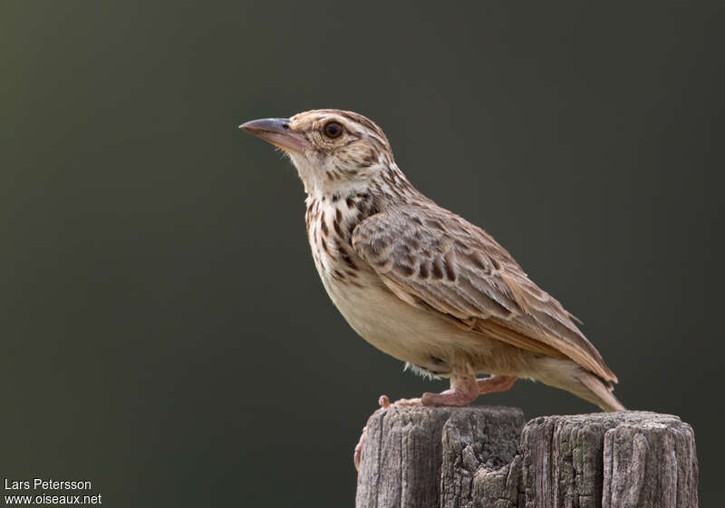 Indochinese Bush Lark, close-up portrait