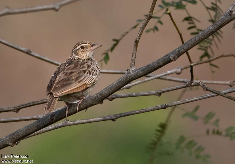 Indochinese Bush Lark, pigmentation