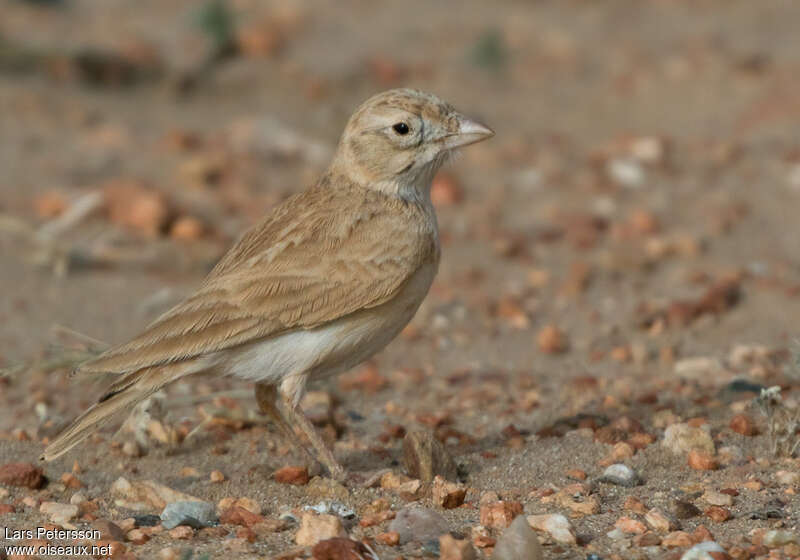 Alouette de Dunnadulte, identification