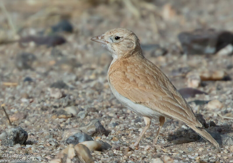 Dunn's Lark