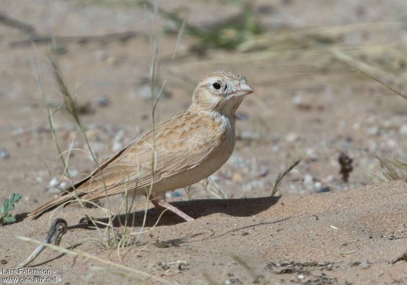 Alouette de Dunnadulte, camouflage, pigmentation