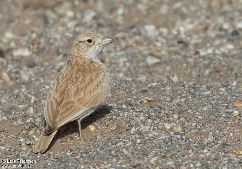 Dunn's Lark