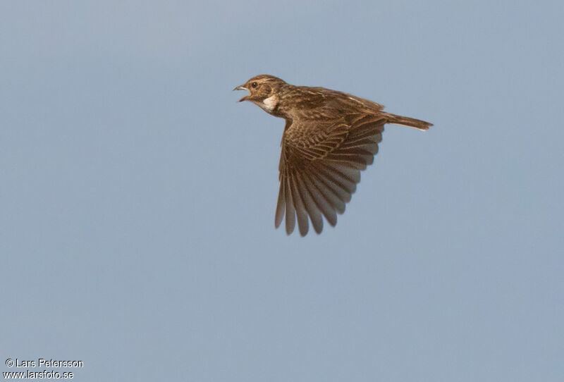 Friedmann's Lark