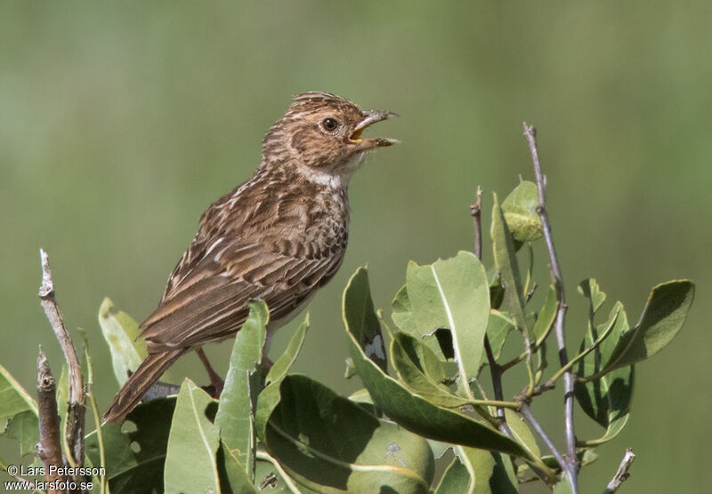 Friedmann's Lark