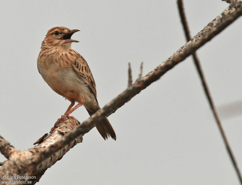 Gillett's Lark