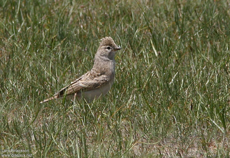 Hume's Short-toed Lark