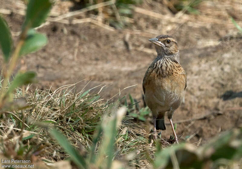 Alouette de l'Angola, portrait