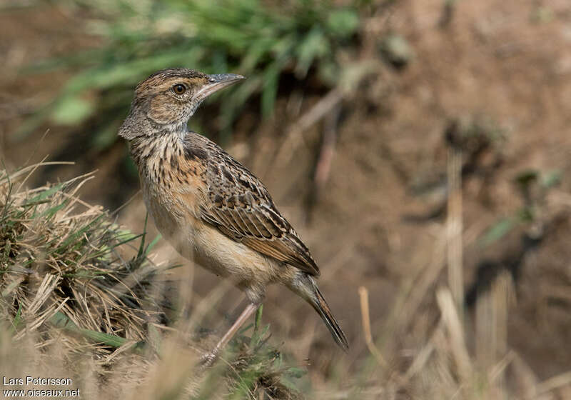 Angola Lark, identification