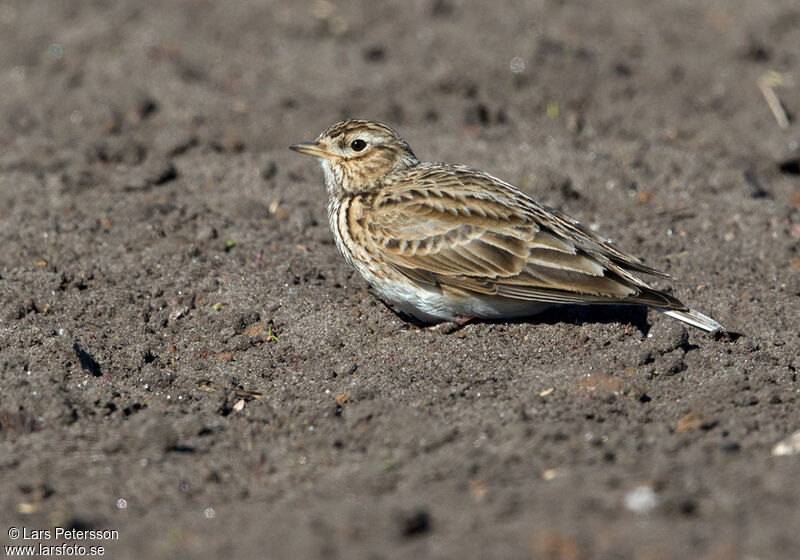 Eurasian Skylark