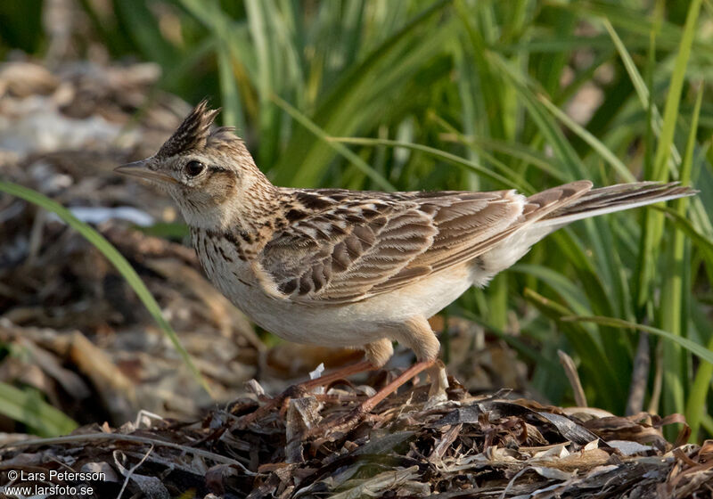 Eurasian Skylark